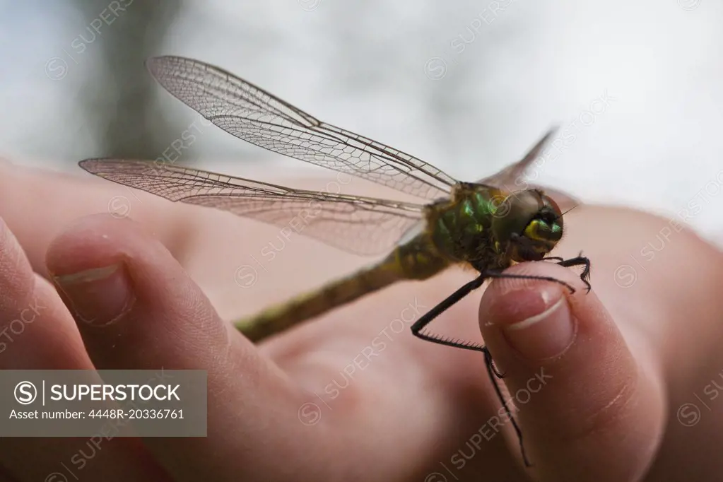 Dragonfly on finger