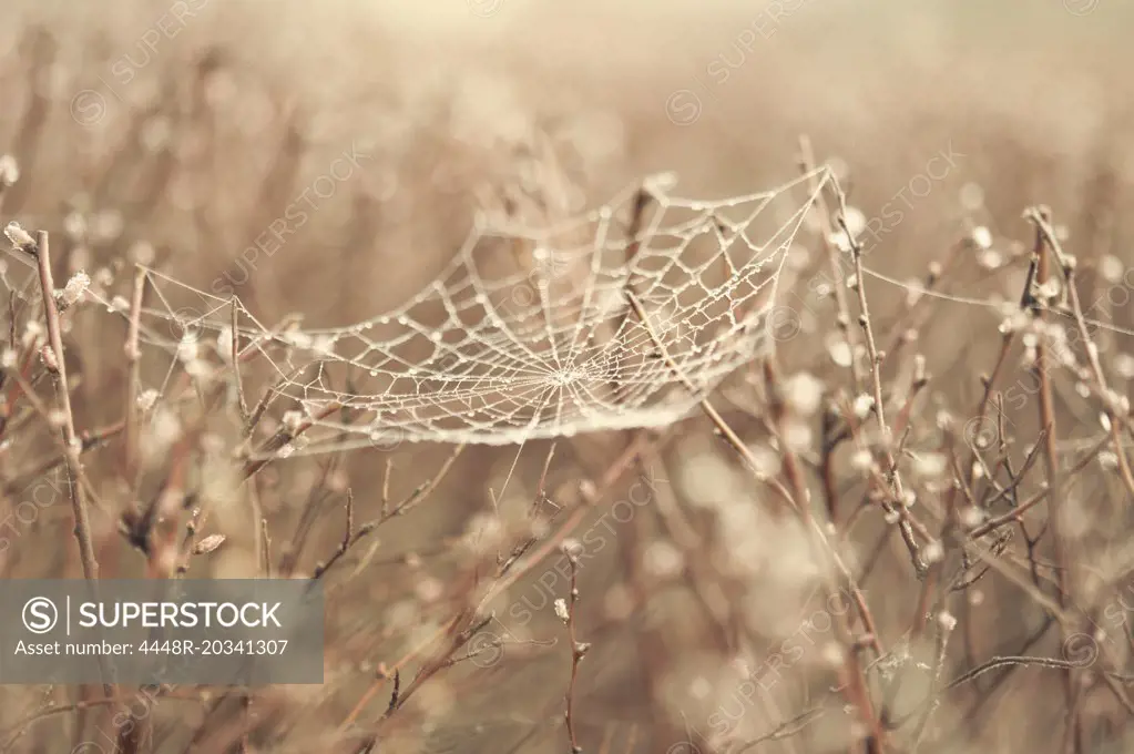 Selective focus of spider web on dead plants