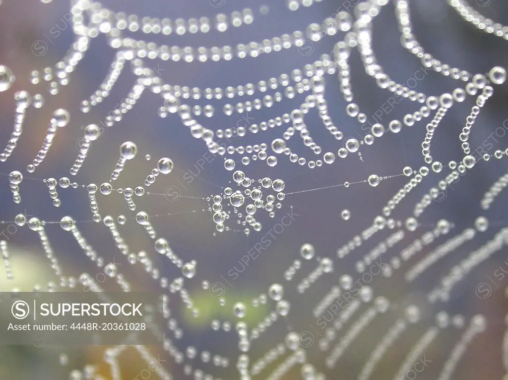 Cobwebs with drops