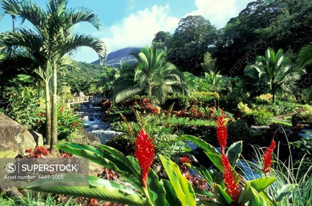 A stream floating between palm trees at La Fortuna, in the background the volcano Arenal, Costa Rica, America