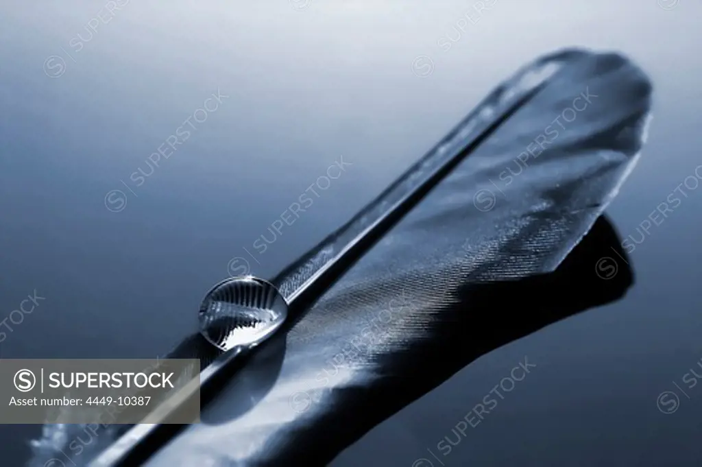 Feather with water drop