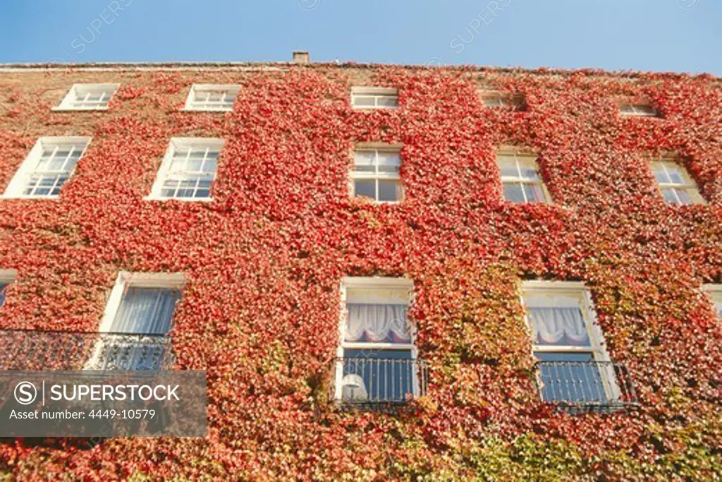 Ivy overgrown facade of a house, Dublin, Ireland