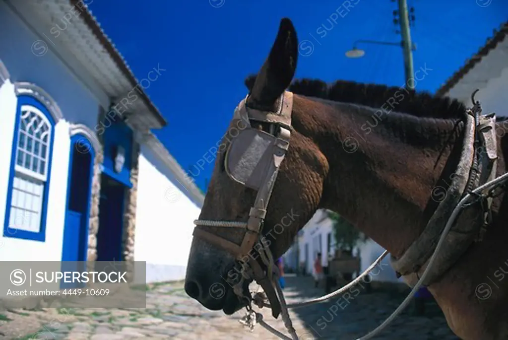 Horse's head in front of a bright white house of the colonial town of Paraty, Costa Verde, Brazil