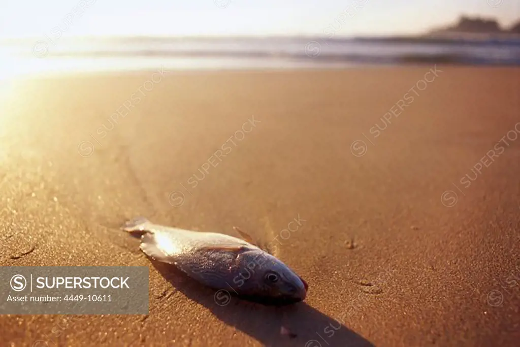 Stranded fish lying on the wet sand, Ilha Grande, Costa Verde, Brazil