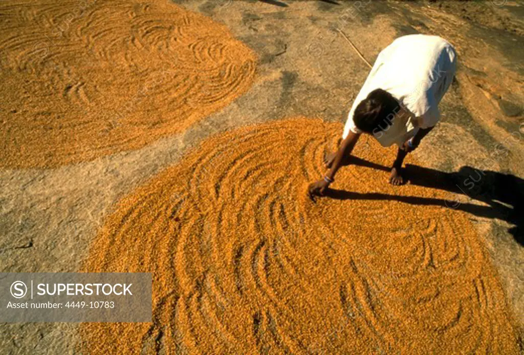 Woman is drying corn in the sunlight, Bihar, Ranchi, India, Asia