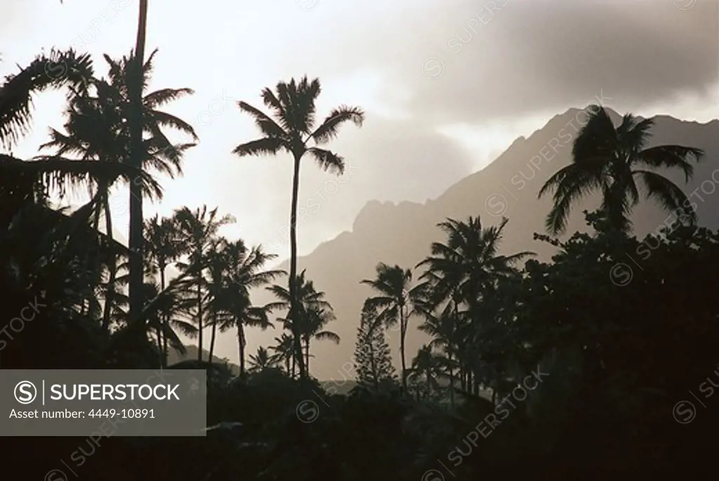 Palm trees in front of mountains under grey clouds, Lanikai Beach, Oahu, Hawaii, USA, America