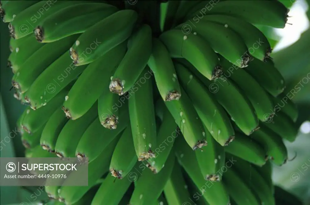 Stalk of bananas at a plantation, Tazacorte, La Palma, Canary Islands, Spain, Europe