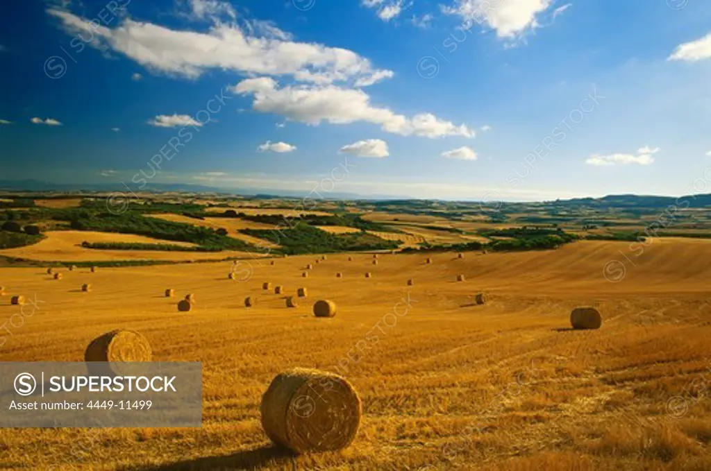 Cornfields near Tafalla, near Pamplona, Navarra, Spain