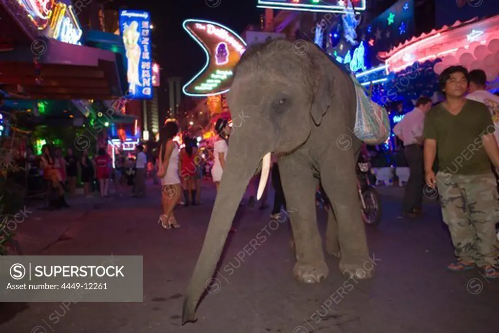A elephant and mahout begging at Soi Cowboy, red-light district, Th Sukhumvit, Bangkok, Thailand