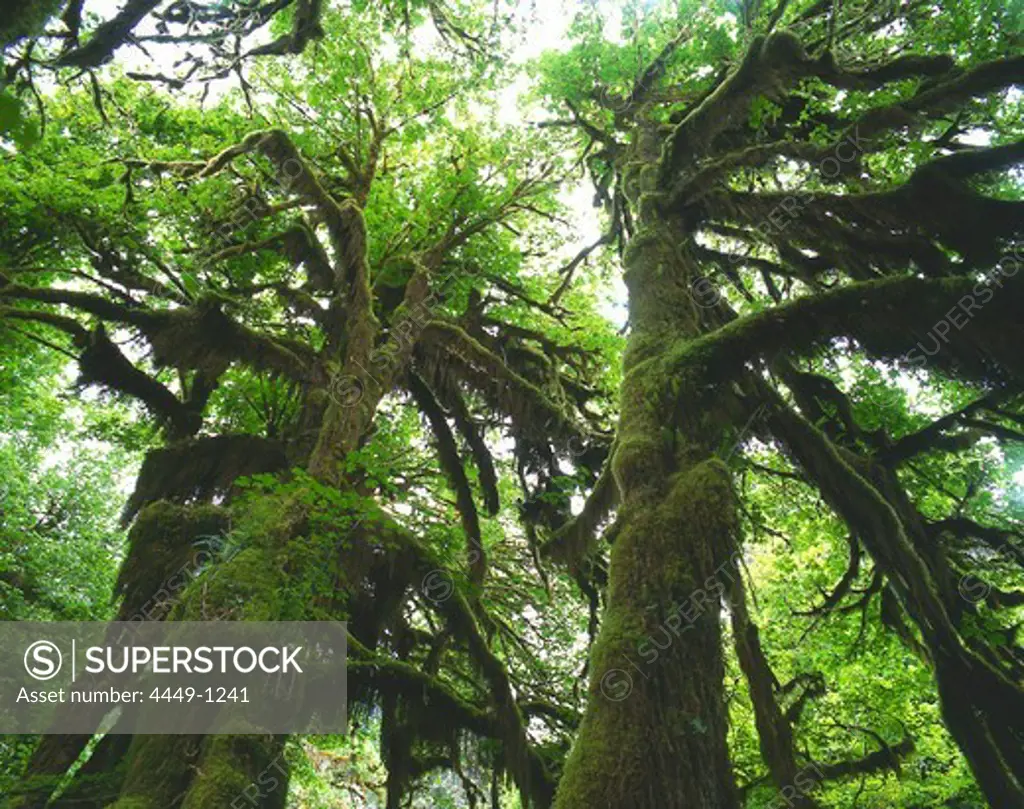 Giant trees at rainforest, Olympic National Park, Washington USA, America