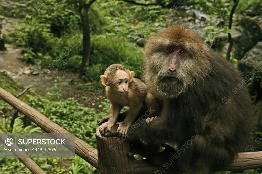 Two monkeys on a pilgrimage route, Emei Shan, Sichuan province, China, Asia