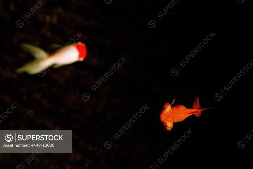 Two goldfisch in an aquarium, black background, China