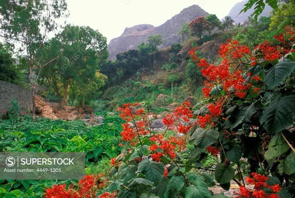 Mountain landscape and vegetation, Paul, Santo Antao, Cape Verde, Africa