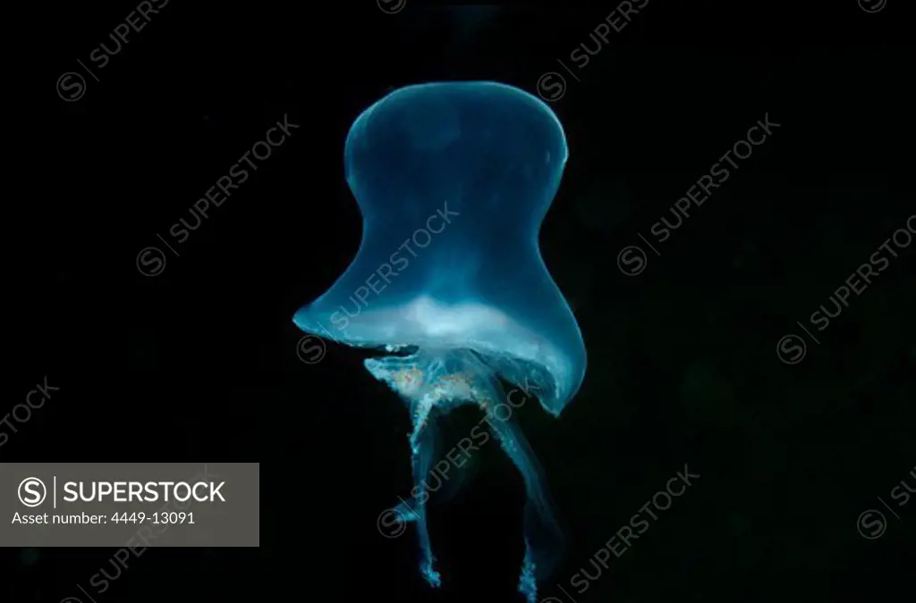 Moon Jellyfish, Aurelia aurita, Norway, Atlantic ocean, north atlantic ocean