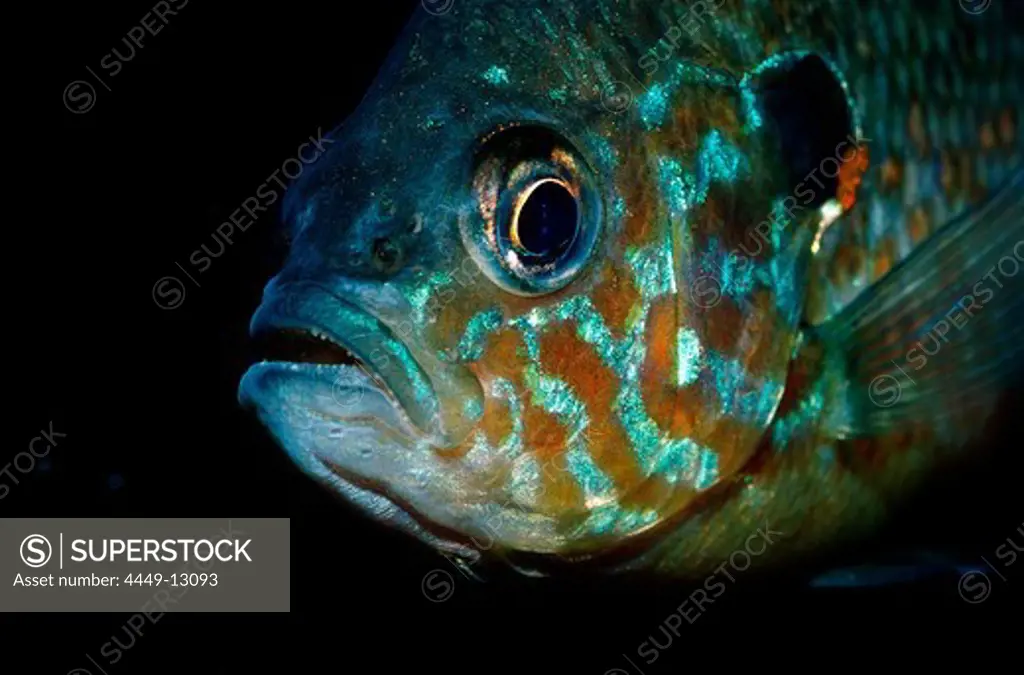 Pumpkinseed Sunfish, Pumpkinseed sunfish, Punkies, Yellow sunfish, Lepomis gibbosus, North america, america, USA, Florida