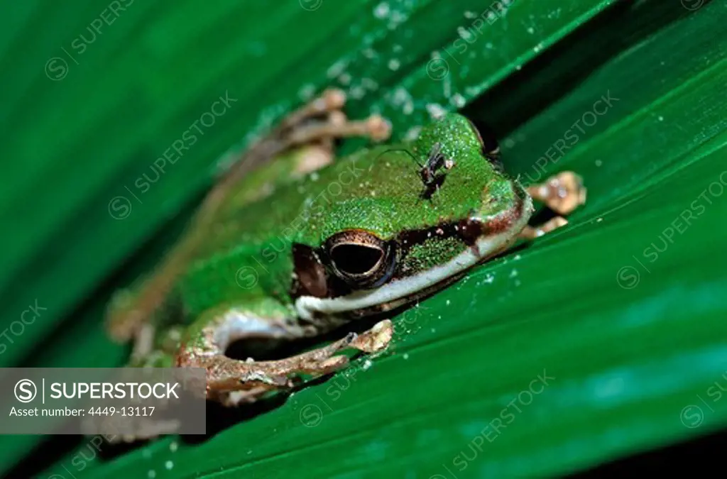 Tropical Leaf Frog, Malaysia, Borneo, Sabah