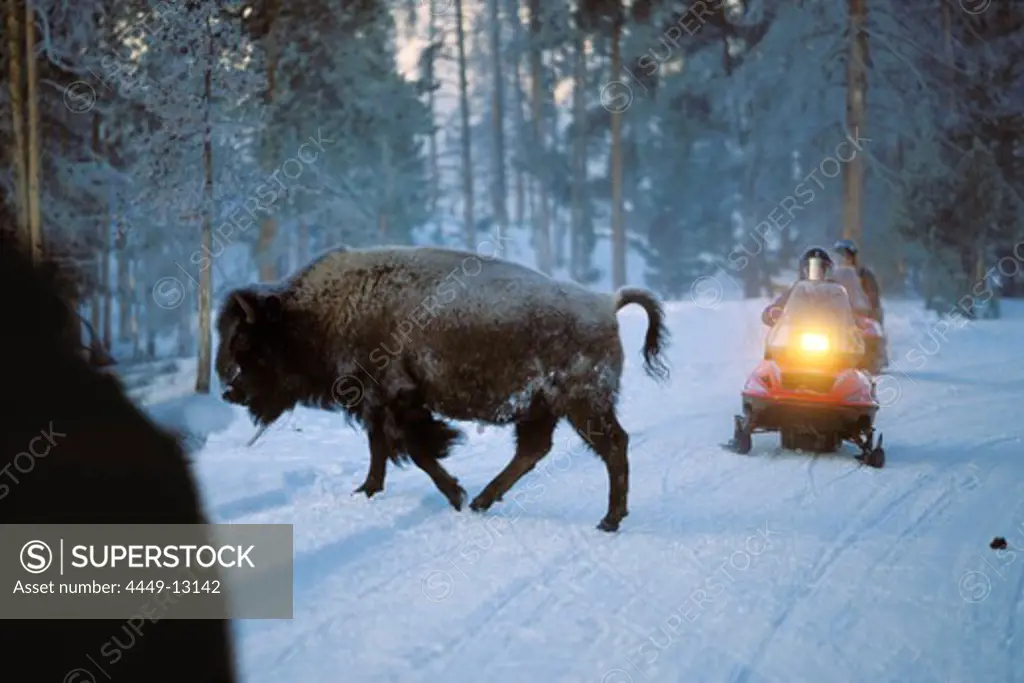 Bison crossing road in front of snowmobile, Yellowstone National Park, Wyoming, USA, America