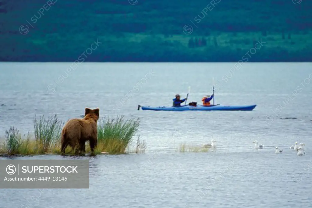 Brown bear watching tourists in kayak, Katmai National Park, Alaska, USA, America
