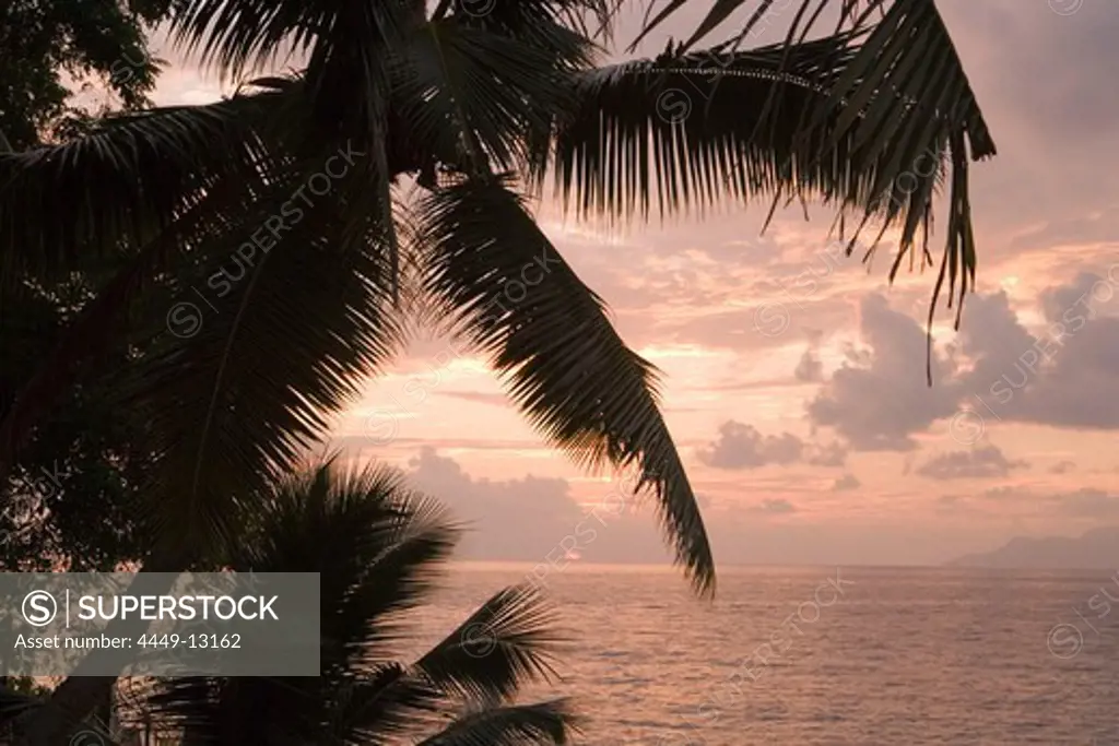 Coconut Tree at Sunset, The Northolme Hotel & Spa, Glacis, Mahe Island, Seychelles