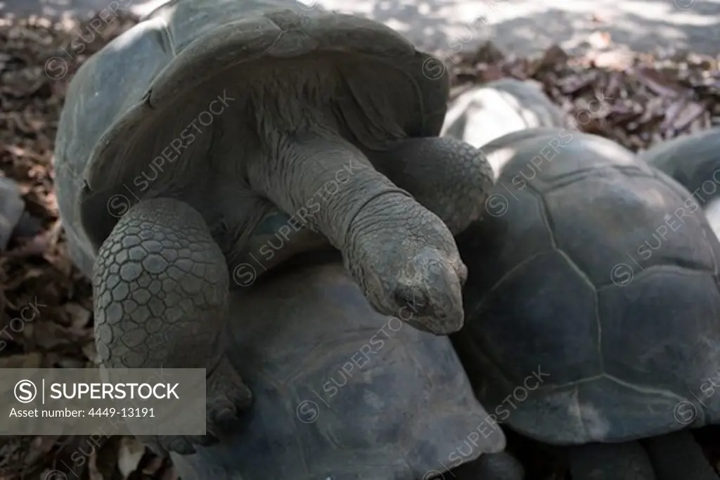 Mating Tortoises at Union Plantation, La Digue Island, Seychelles