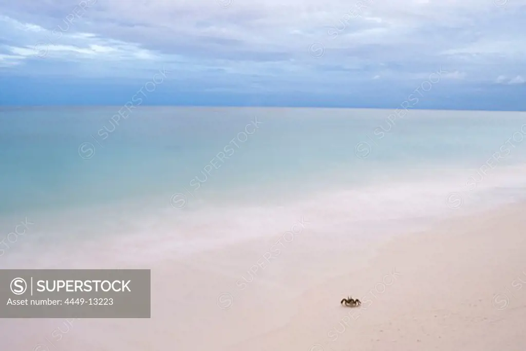 Crab on Beach, Denis Island, Seychelles