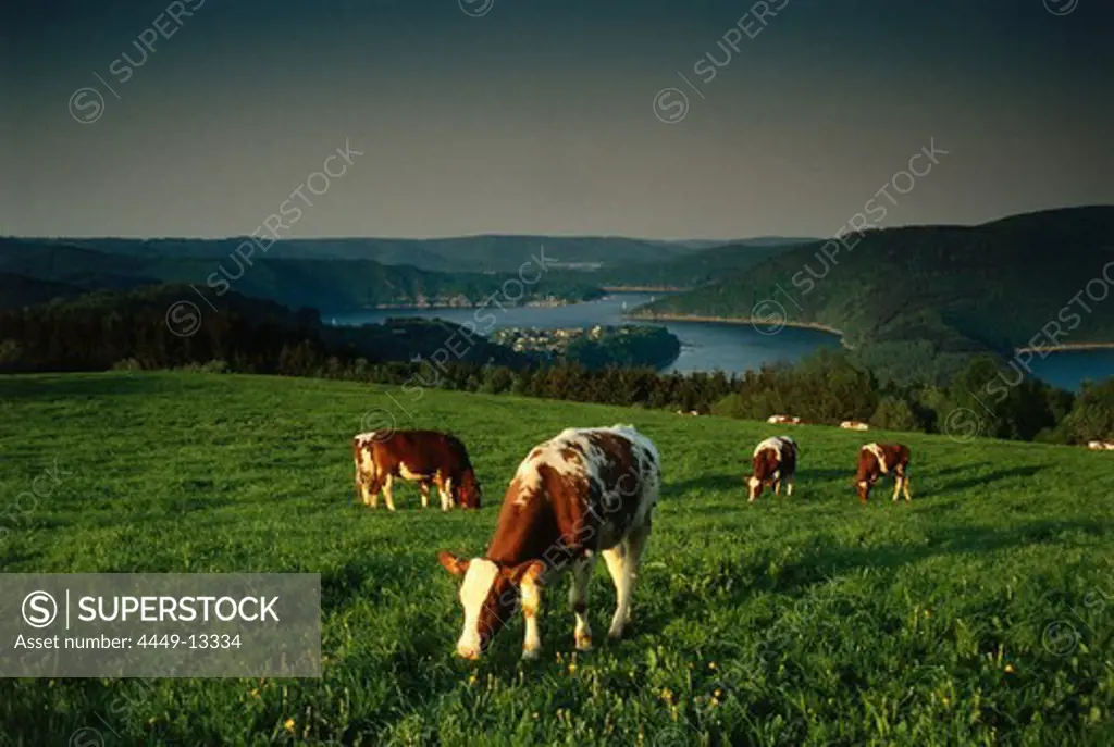 Cows grazing in a field, Eifel, Rhineland-Palatinate, Germany