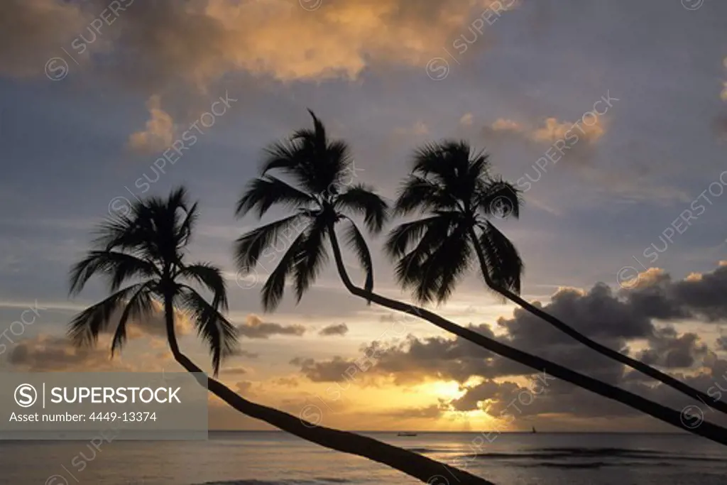 Coconut Trees Sunset Silhouette, Turtle Beach, Near Mullins Bay, St. Peter, Barbados, Carribean