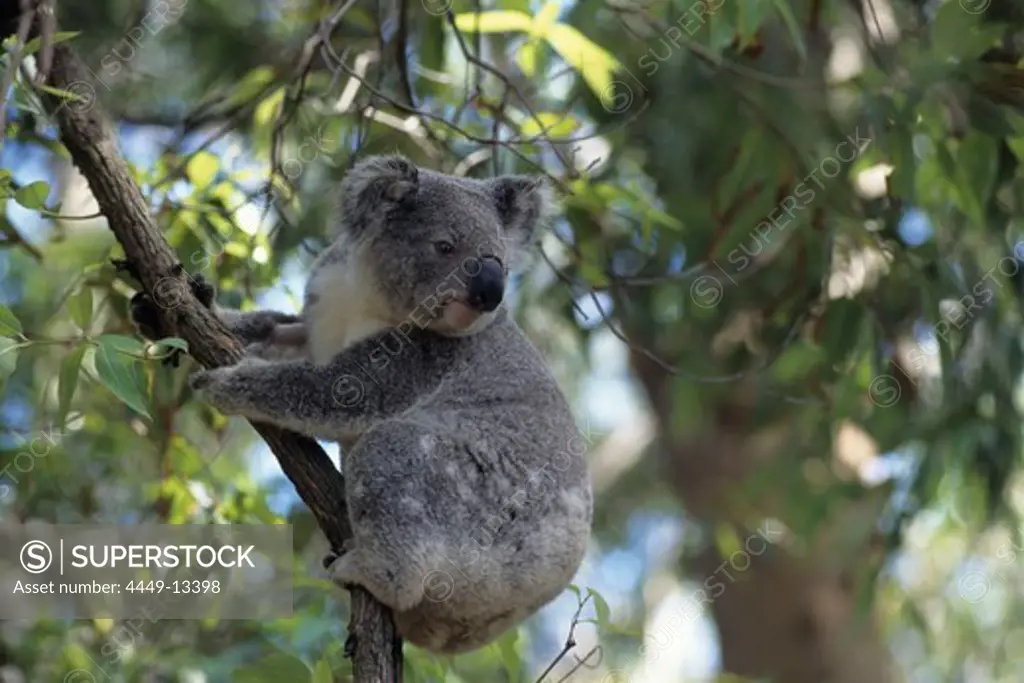 Koala in Eucalyptus Tree, Port Macquarie Koala Hospital, Port Macquarie, New South Wales, Australia