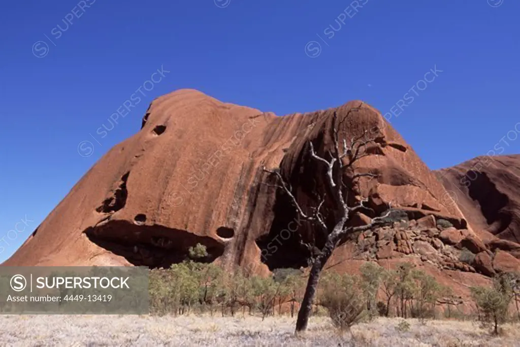 Tree and Uluru in the background, Ayers Rock, Uluru-Kata Tjuta National Park, Northern Territory, Australia