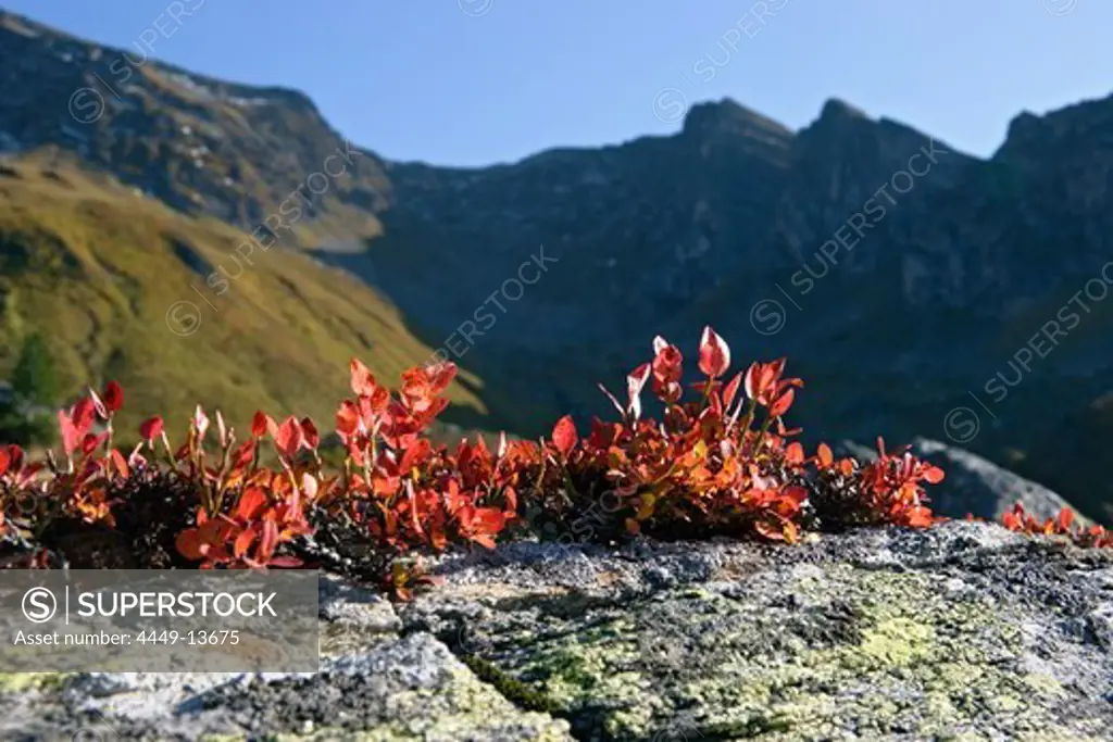autumncolors in the Alps, Blueberry, Vaccinium myrtillus, Austria