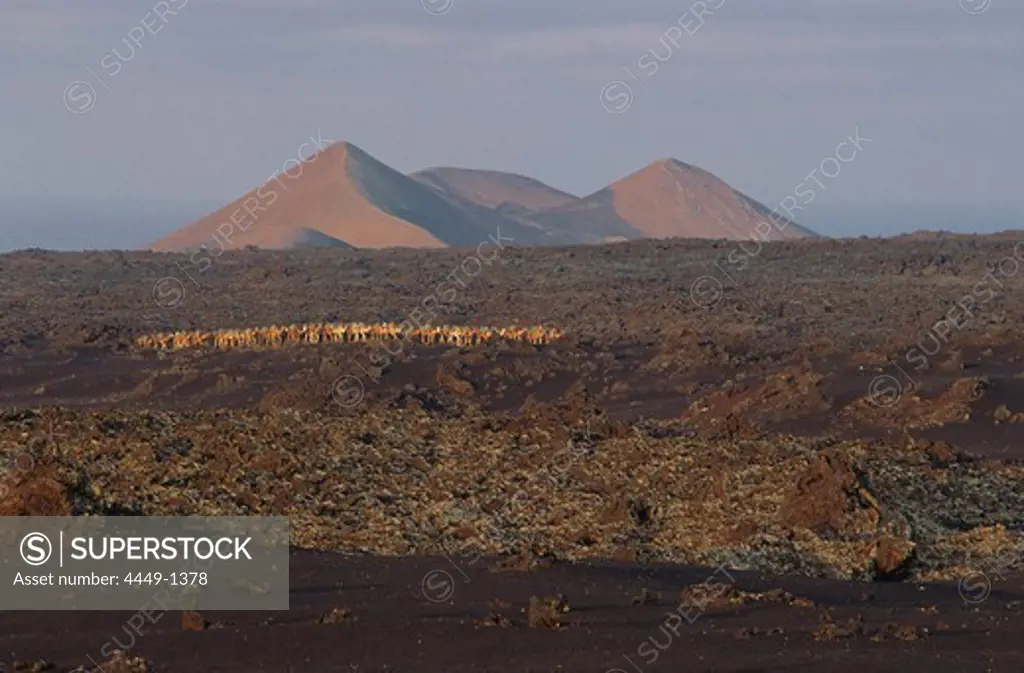 Volcanos on the horizon and camels at dawn, Timanfaya National Park, Lanzarote, Canary Islands, Spain, Europe
