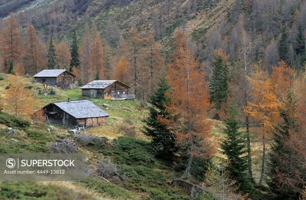 Traditional wooden alpine hut with larches in autumn colours, Lesachalmen, Hochschober range, National Park Hohe Tauern, East Tyrol, Austria