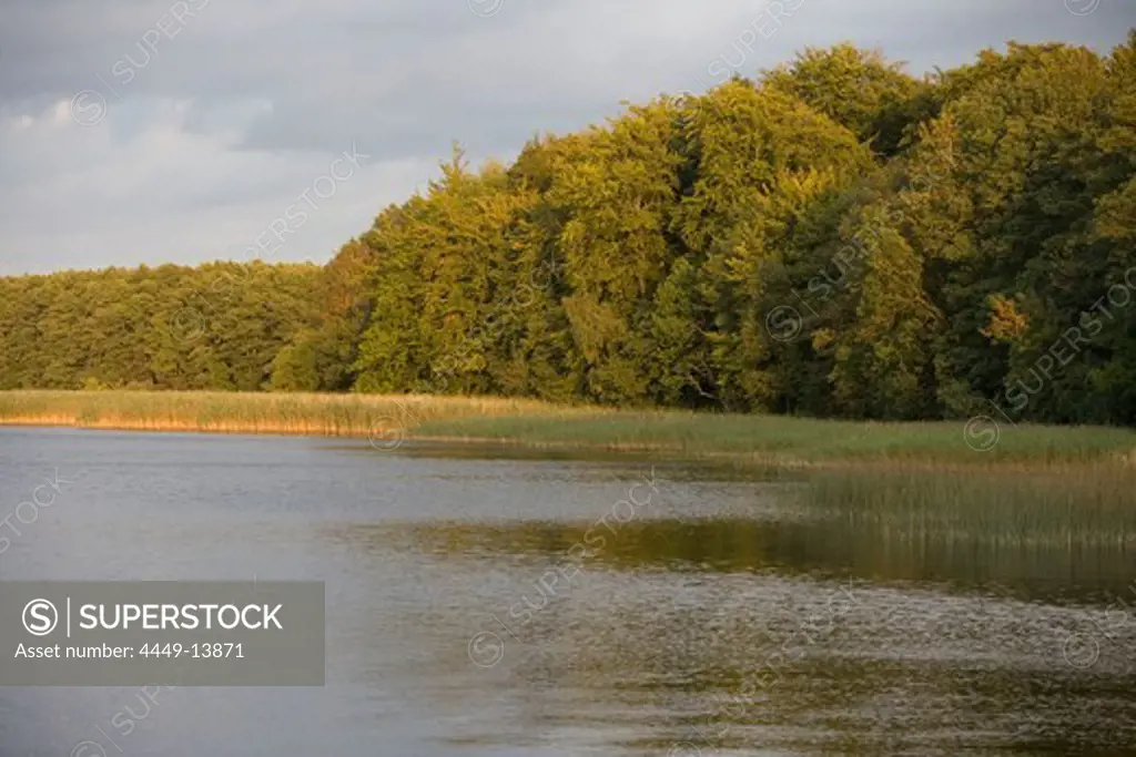 Late afternoon light on reeds at Lake Zotzensee, Mecklenburg Lake District, Mecklenburg Western Pommerania, Germany