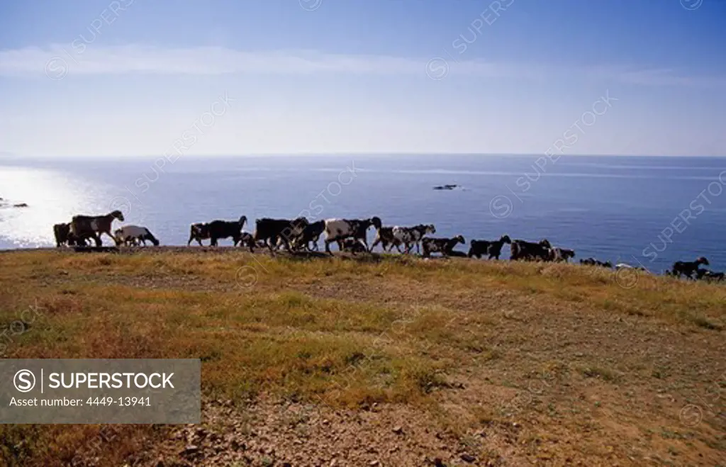 A herd of goats on the coast at Pomos, Pafos, South Cyprus