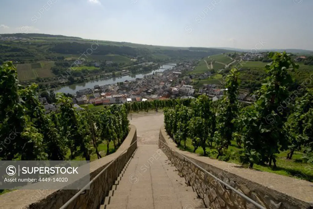 Stairs at vineyards at the river Moselle, Wormeldange, Luxembourg, Europe