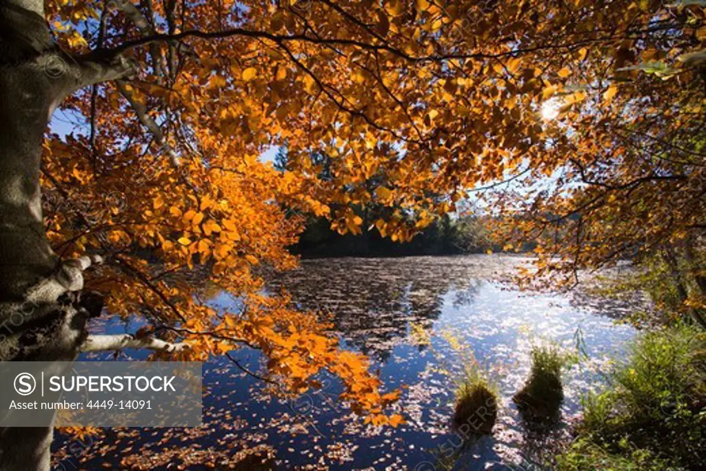 Lake Deixlfurt with reflection and forest in Autumn colours, near Tutzing, Upper Bavaria, Bavaria, Germany