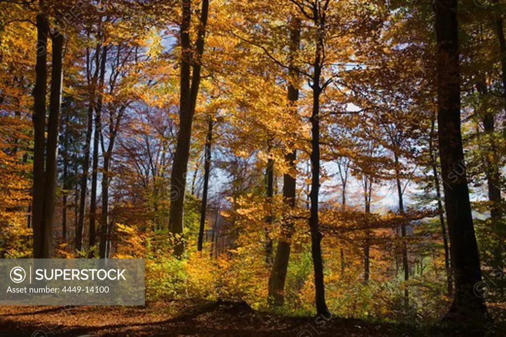 A forest and trees with Autumn foliage, near Tutzing, Upper Bavaria, Bavaria, Germany