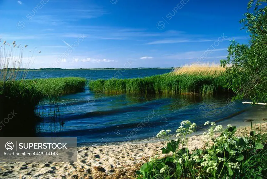 Backwater, Lieper Winkel, Usedom Island, Mecklenburg-Western Pomerania, Germany, Europe