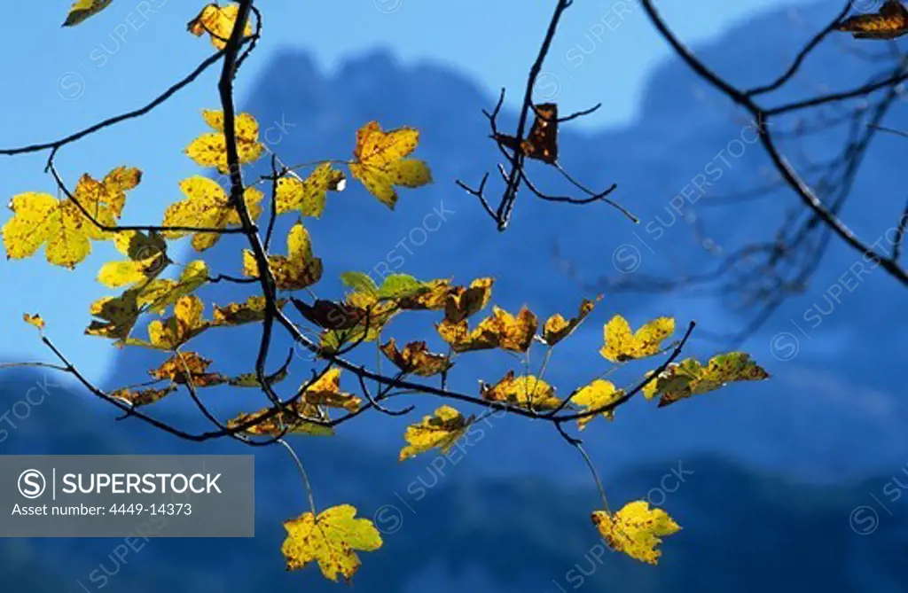 autumn colours, Hinterer Gosausee, Dachstein range, Upper Austria, Austria