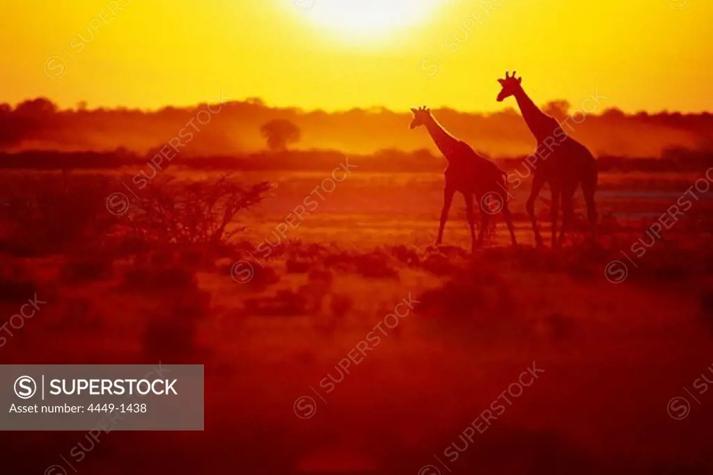 Two giraffes at Etosha National Park at sunset. Namibia, Africa