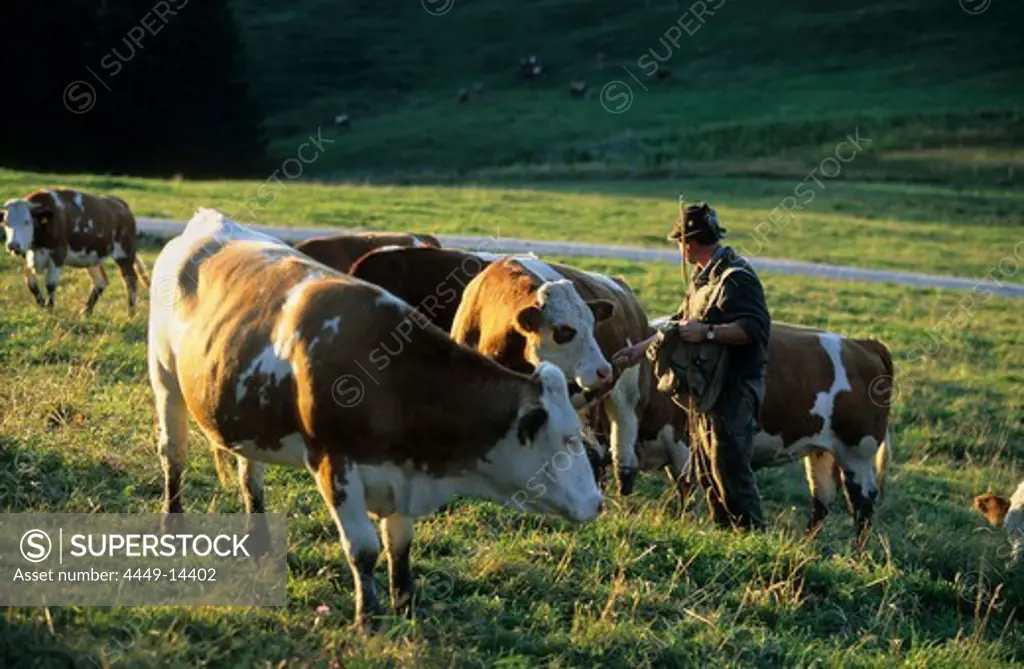 alpine cowboy cows, Chiemgau, Upper Bavaria, Bavaria, Germany