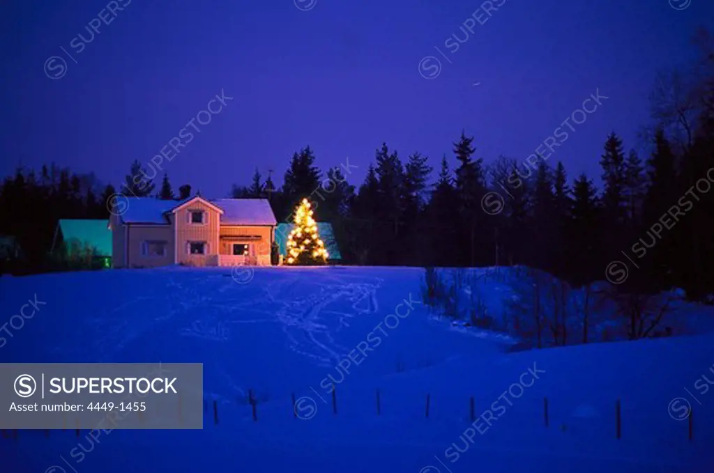 Residential house with illuminated christmas tree in a winter landscape in the evening, Vaester Goetland, Sweden, Europe