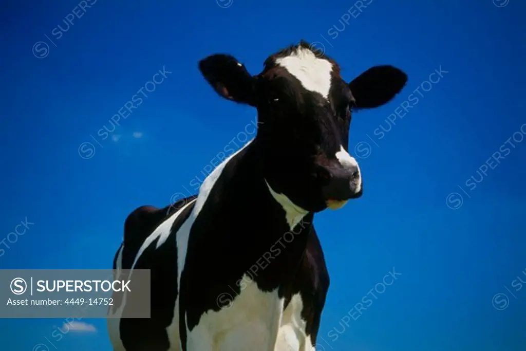 Cow in front of blue sky