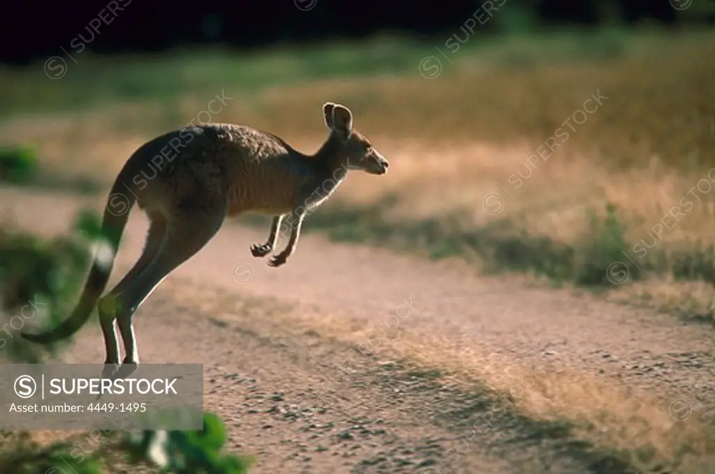 Grey Big Kangaroo hopping over a country road, New South Wales, Australia