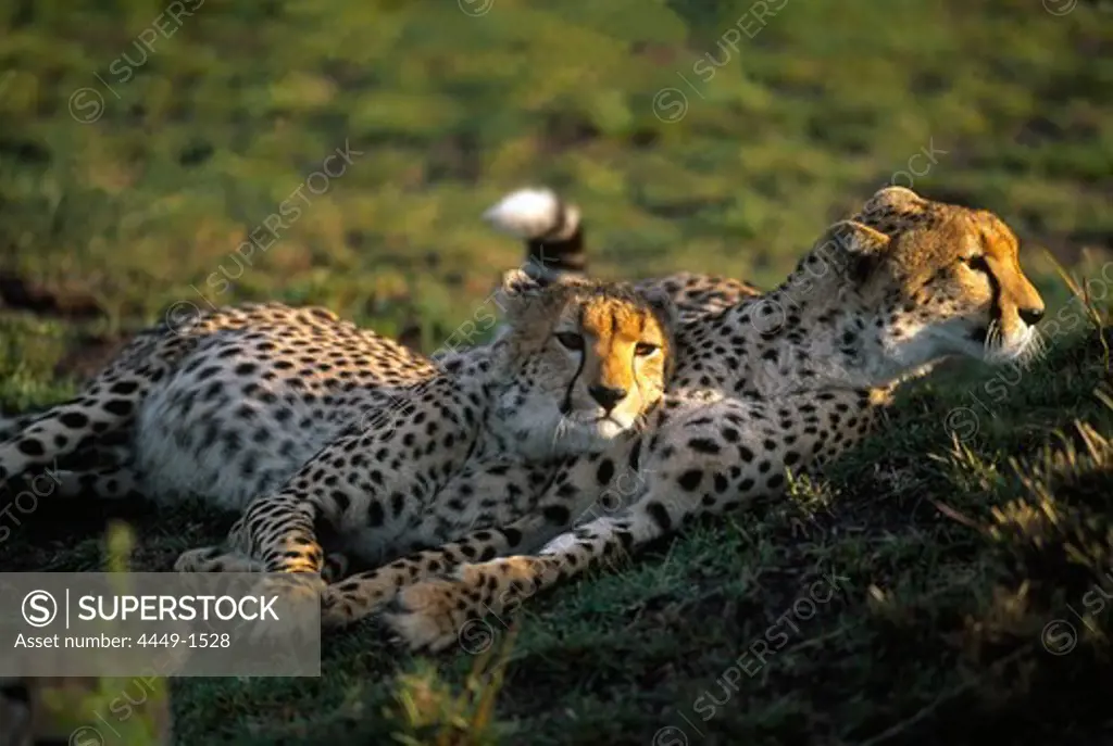 Two cheetahs lying on the gras, Massai Mara National Park, Kenia, Africa