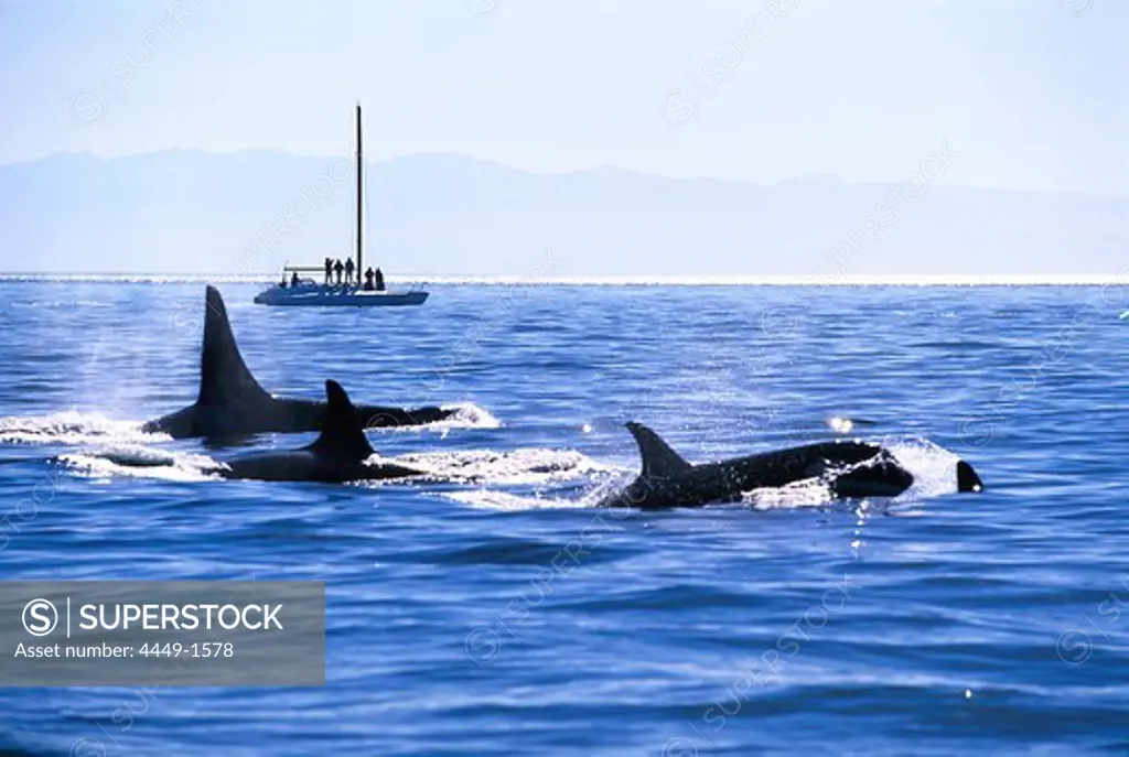 Orca Whales in the sea off shore, Harro Strait, San Juan Island, Washington, USA, America
