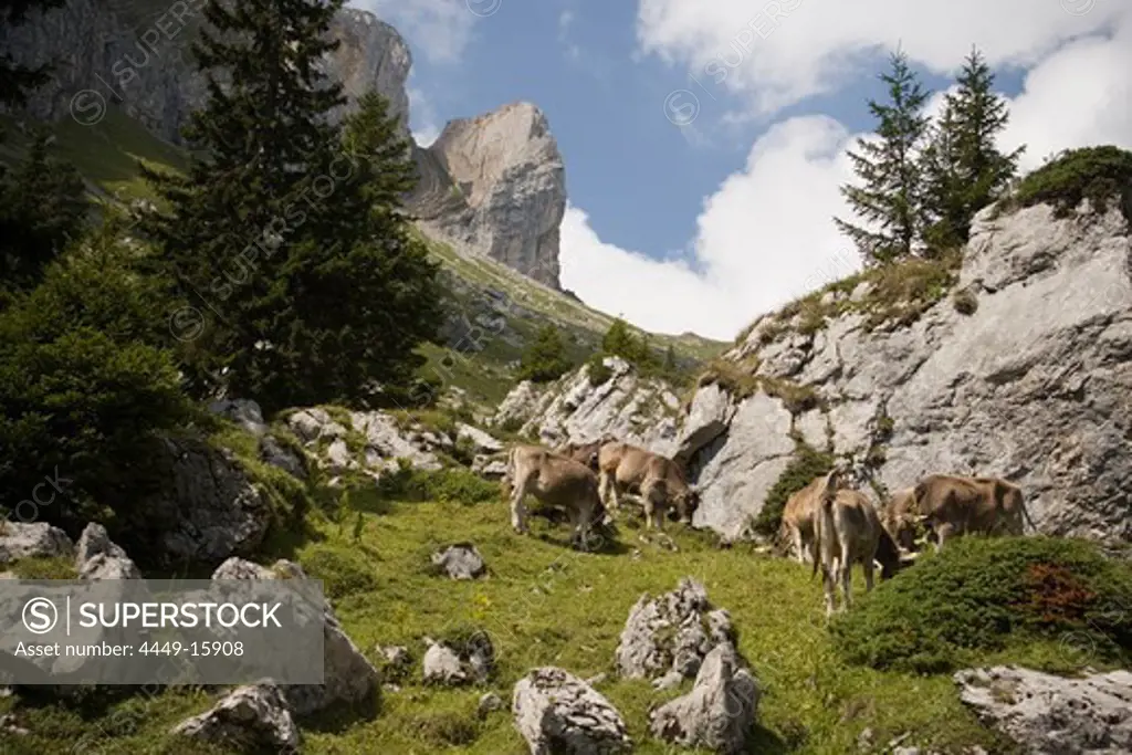 Cattle grazing at mountainside of mountain Pilatus (2132 m), Canton of Lucerne, Switzerland