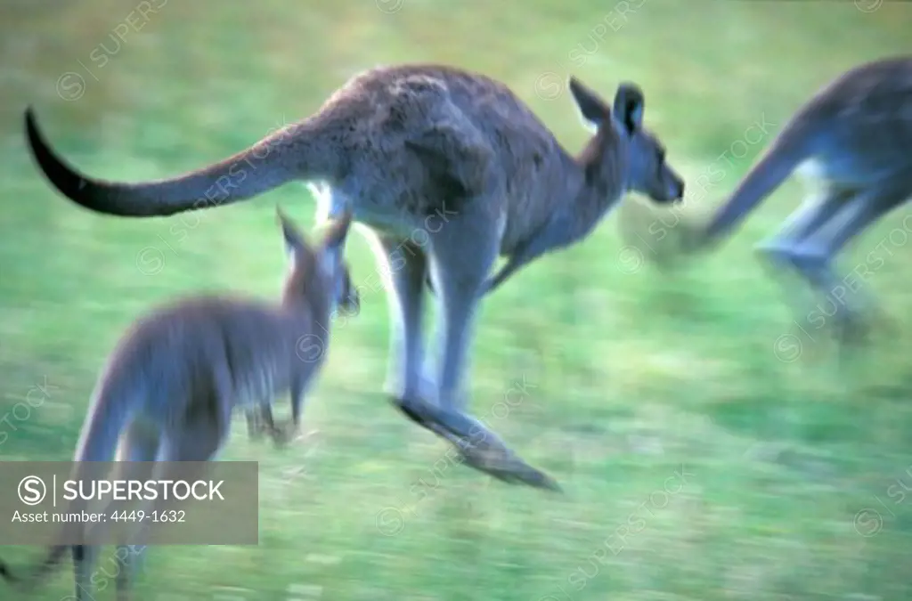 Eastern Grey Kangaroo, Kosciuszko, Australia