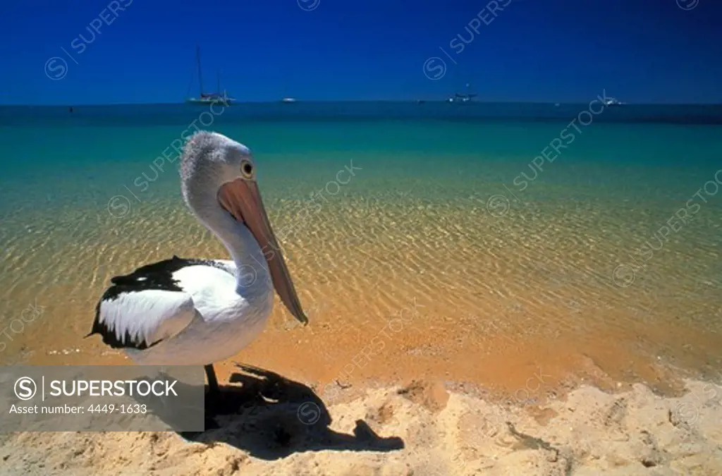 Pelican on the beach in the sunlight, Shark Bay, Monkey Mia, Western Australia, Australia