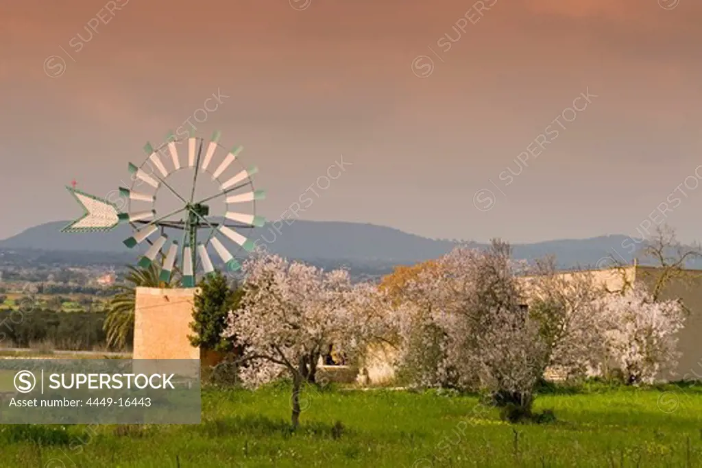 Mallorca windmill, almond blossom